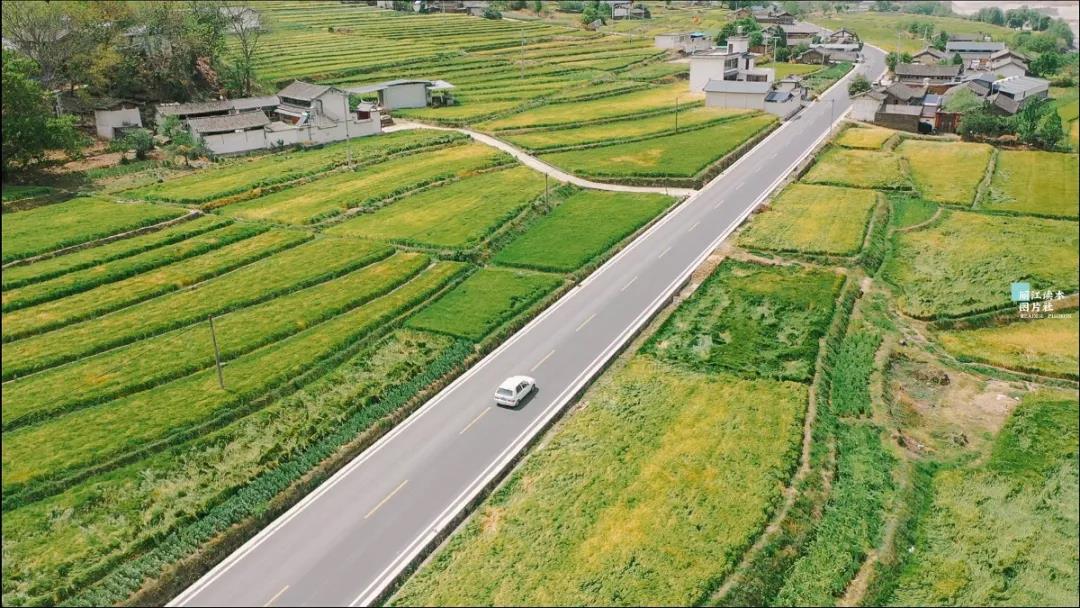 麗江江邊巨甸正是“風(fēng)吹麥浪”時(shí)，千畝青綠麥田，太美了！