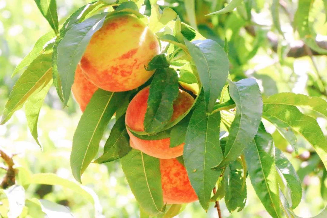 如果錯(cuò)過了摘櫻桃摘草莓的季節(jié)，麗江城郊金沙江邊，竟藏著一處采摘樂園