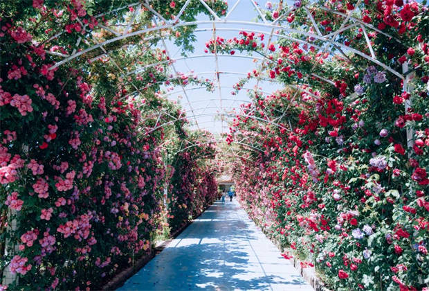 麗江的“莫奈花園”，盛開了